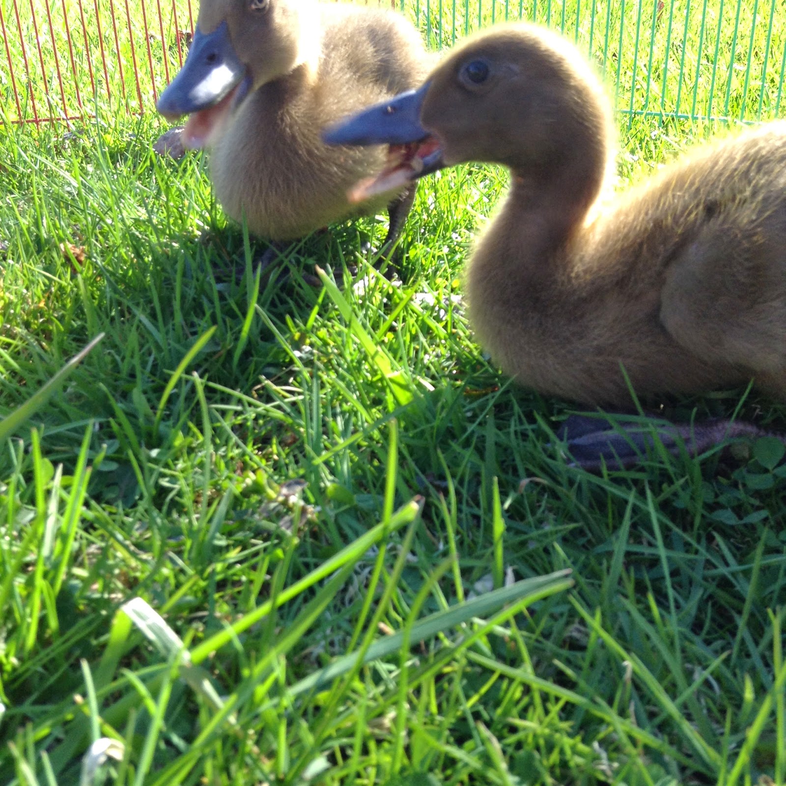 Raising Ducklings To Ducks BackYard Chickens